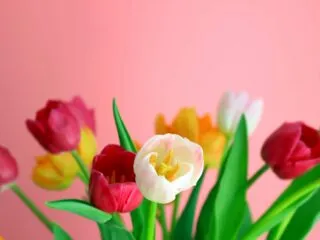 tulips