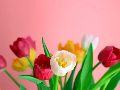 Wholesale Wedding Flowers: Where to Buy Bulk Flowers Online